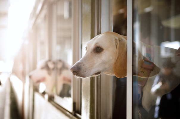 Hund schaut aus einem Zug